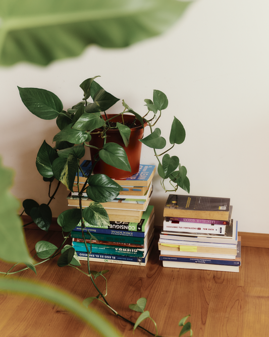 Pothos Larga