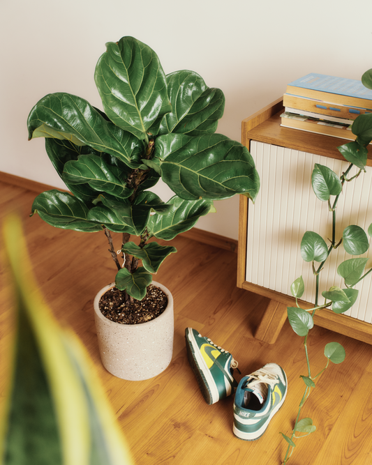 Ficus Lyrata
