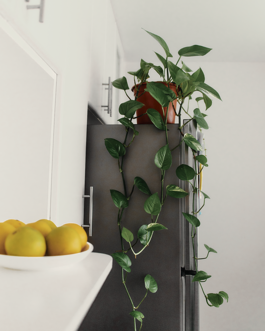 Pothos Larga