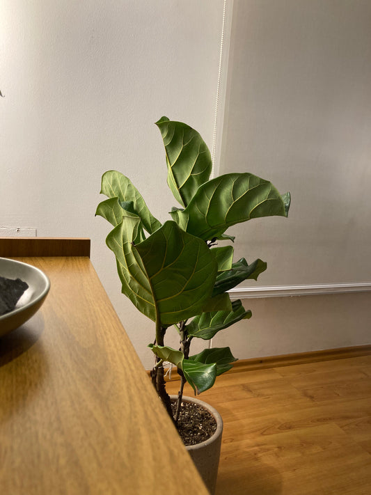 Ficus Lyrata